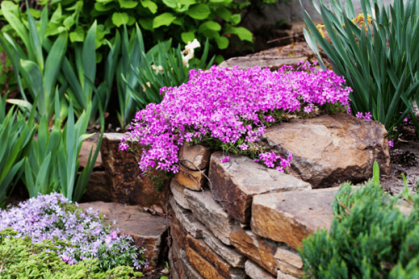 Ground cover plant with purple flowers