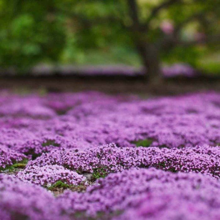 Ground cover plant with purple flowers